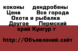 коконы    дендробены › Цена ­ 25 - Все города Охота и рыбалка » Другое   . Пермский край,Кунгур г.